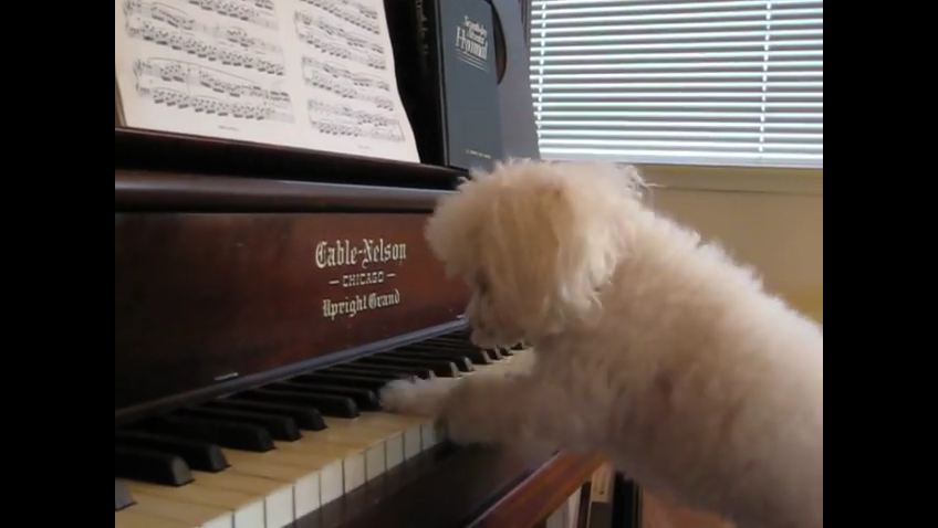 This Pup Is Giving The Avant-Garde Piano Performance Of A Lifetime…A Must See!