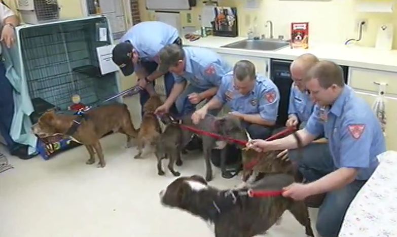 Firefighters Get A Heartwarming Reunion With 6 Dogs They Saved From A House Fire