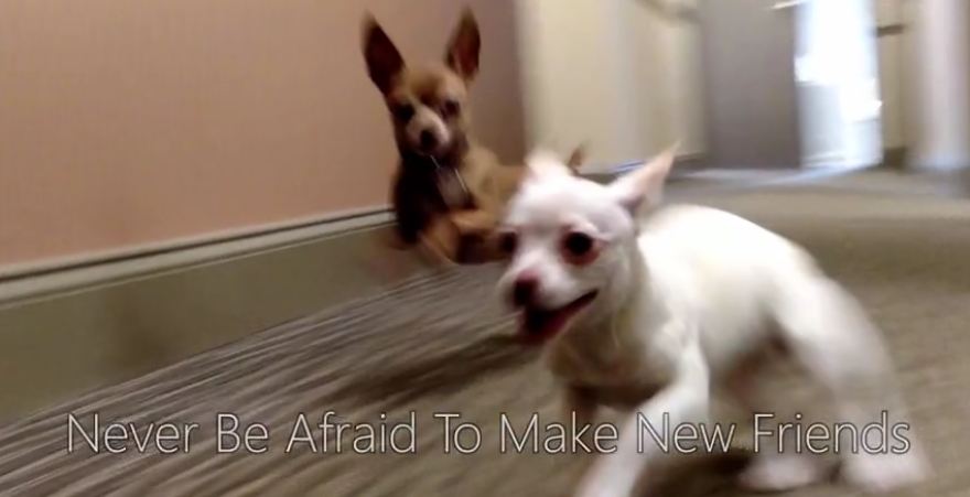 Puppies’ first meeting ends in heartwarming experience