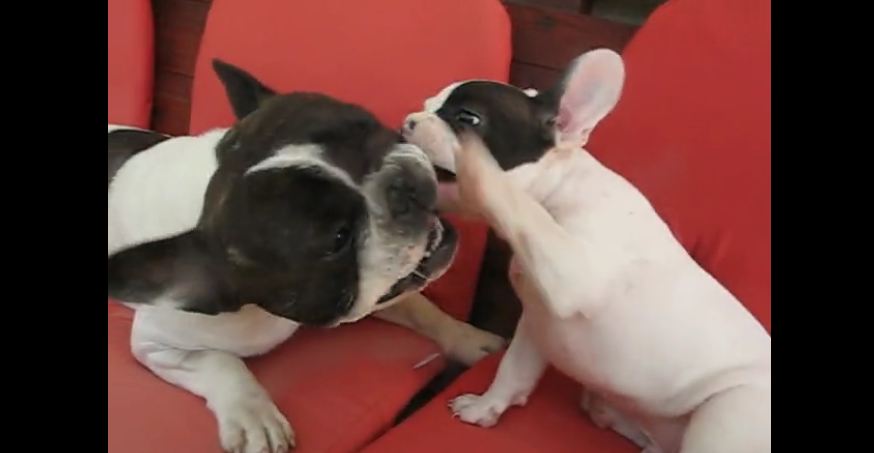 French Bulldog puppy argues with dad