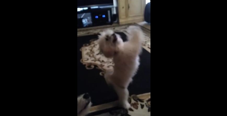 Excited dog breaks into happy dance for food
