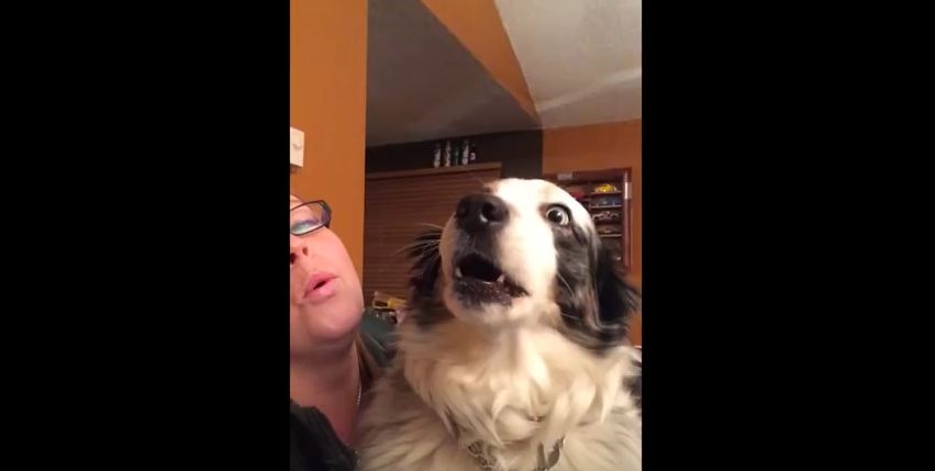 Musical Dog Sings With Human