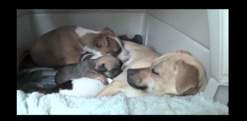Chihuahua takes in pit bull puppy