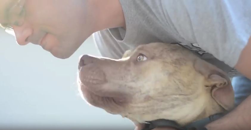 After Being Shot At Point Blank Range And Surviving, This Dog Shows Us What Real Love Looks Like