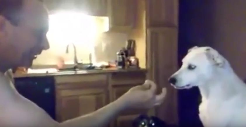 This Pup’s Reaction To His Dad’s Sneaky Magic Trick Is Perfect