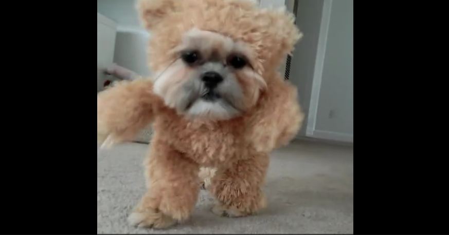 This Dog’s Adorable Halloween Costume Has Everyone Else’s Beat