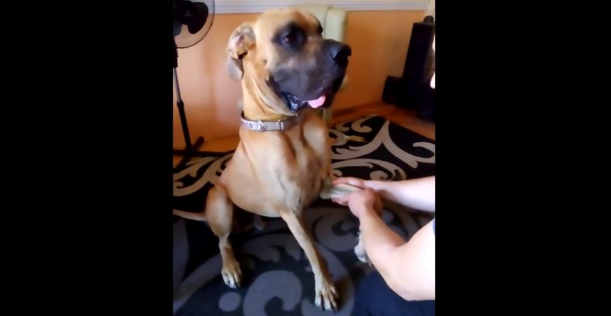 Great Dane enjoys relaxing massage from owner