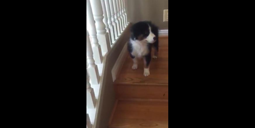 10-week-old Aussie puppy conquers the stairs for the very first time