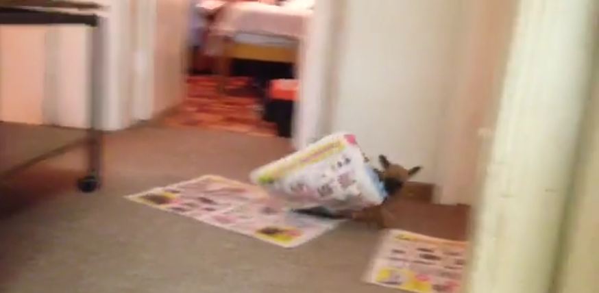 Chihuahua Puppy Destroys Newspaper