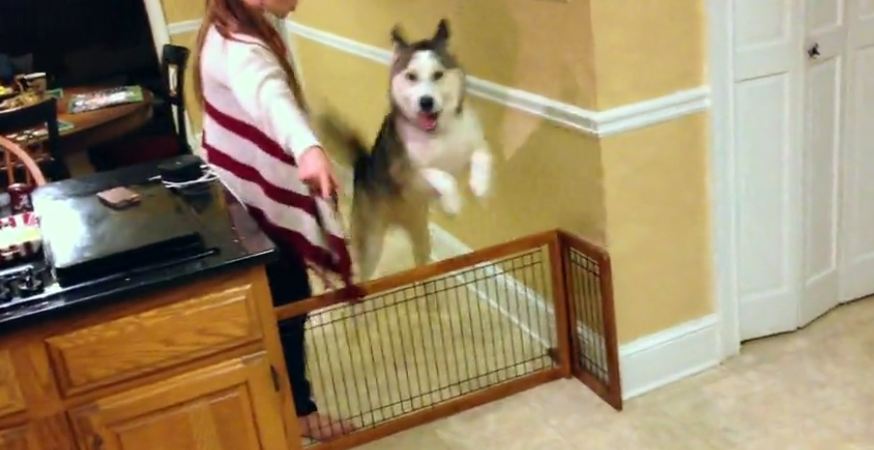 Energetic Husky can jump for days!