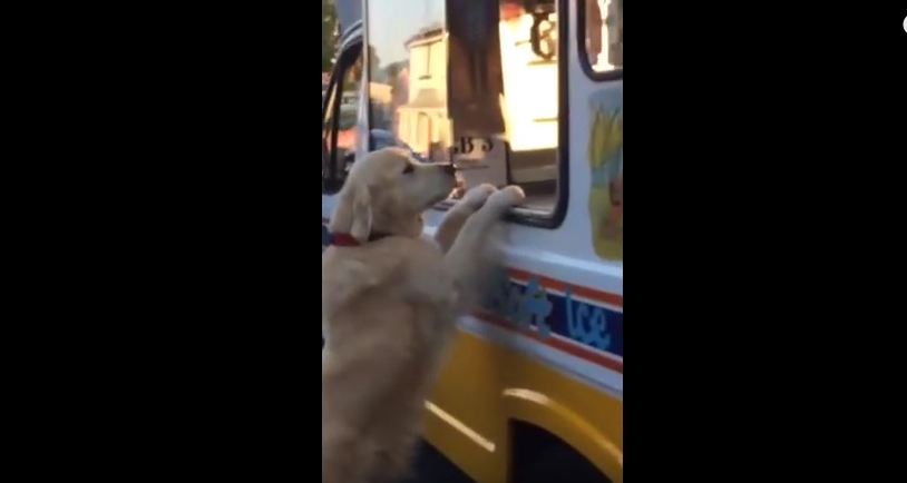 When The Ice Cream Truck Rolls Around, This Dog Does The CUTEST Thing