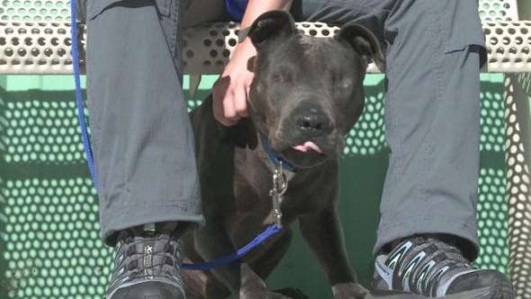 Blind Dog from New Mexico Finally Finds Forever Home