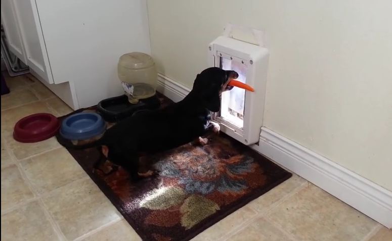 Health Conscious Dog Doesn’t Fit in Doggy Door