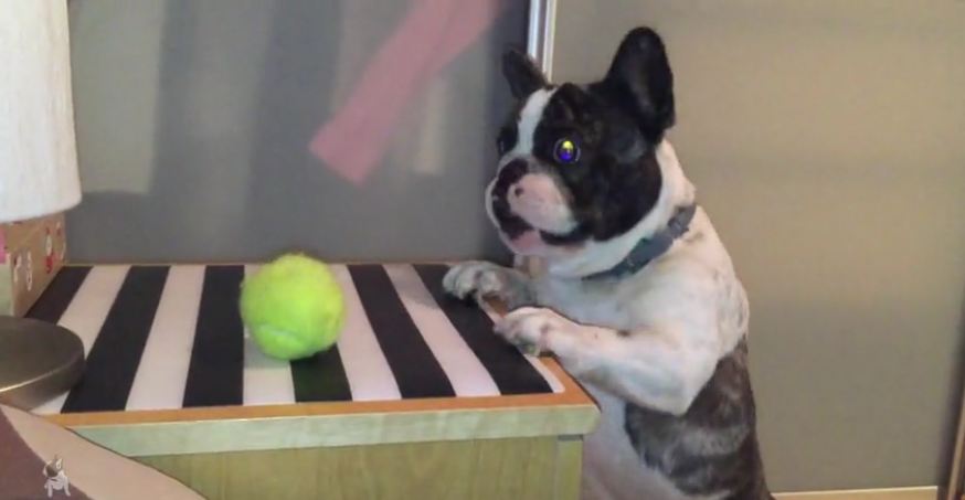 French Bulldog struggles to reach his favorite ball