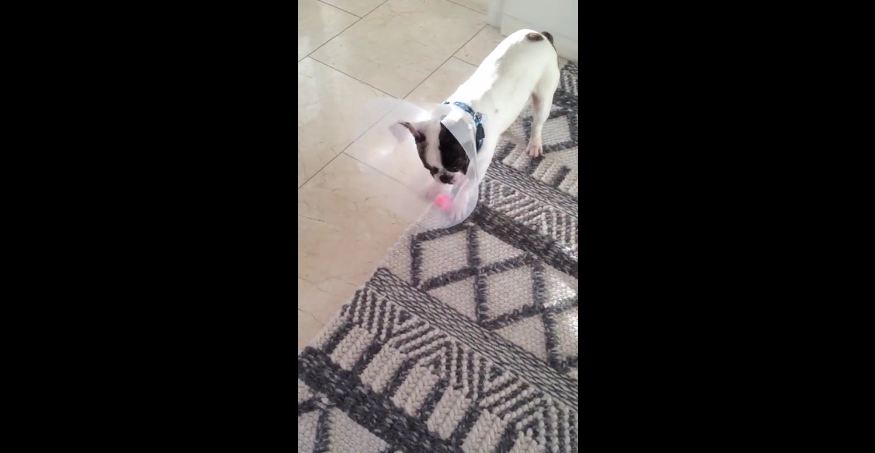 French Bulldog with pet cone struggles with toy
