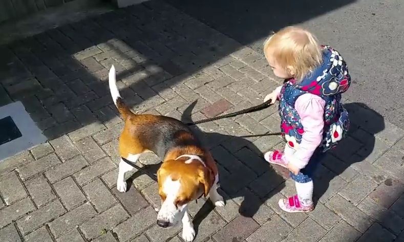 Why baby shouldn’t walk with a dog