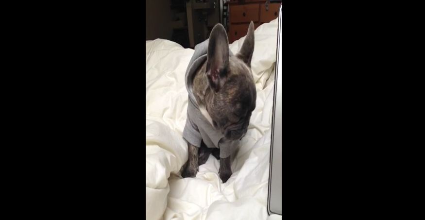 French Bulldog battles inevitable sleep