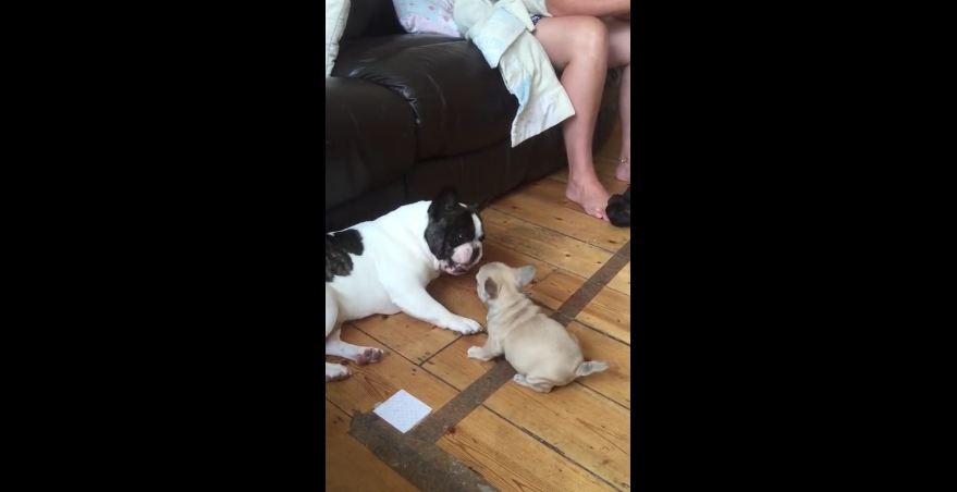 French bulldog plays with puppy