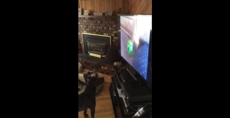 Pit Bull’s TV experience ruined by another dog
