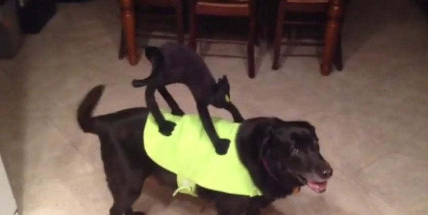 Dog models hilarious Halloween costume