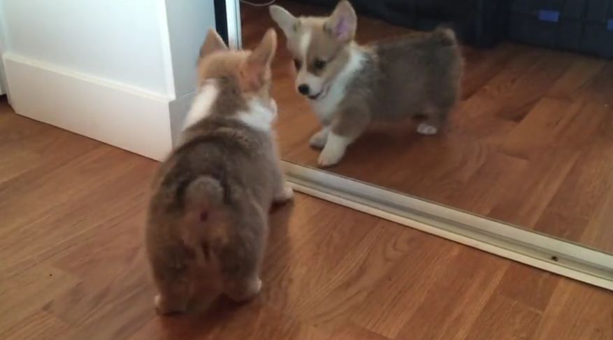 Corgi puppy doesn’t understand mirrors