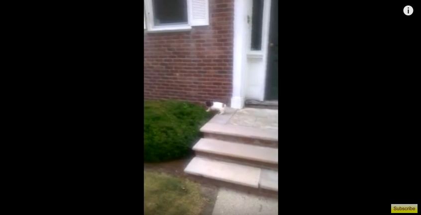 He Wanted To Teach This Puppy How To Take The Stairs…But Then He Did This!