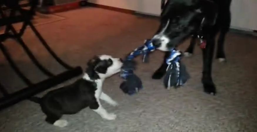 Brave Puppy Takes on Pitbull!