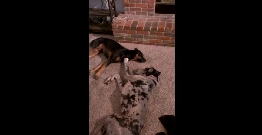 Puppy seeks affection from sleeping Doberman
