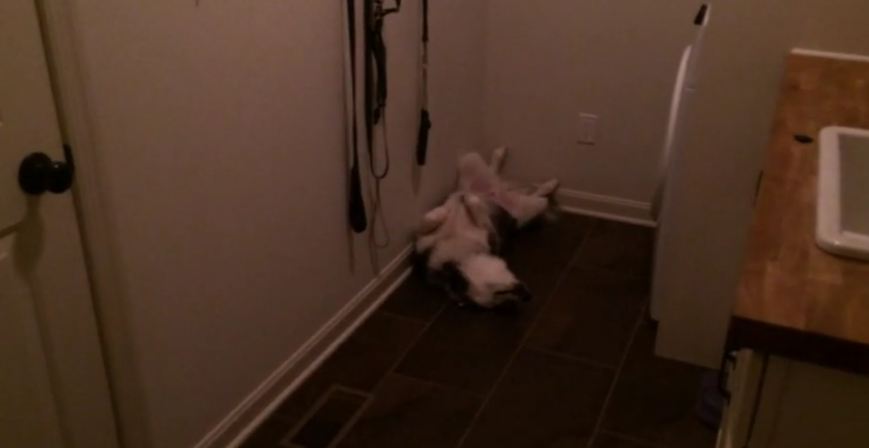 Puppy caught sleeping in hilariously odd fashion