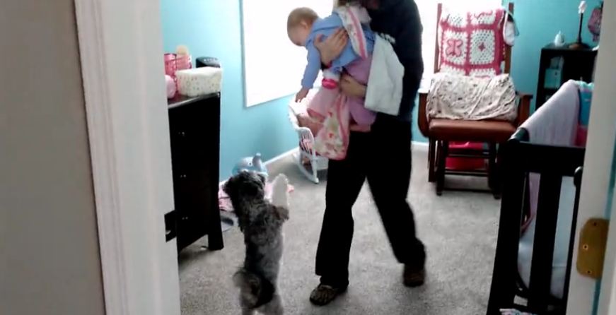 Baby hilariously amused at jumping puppy