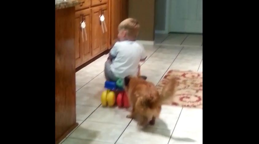 Dog Plays Fetch with Little Boy on a toy Car in the Kitchen
