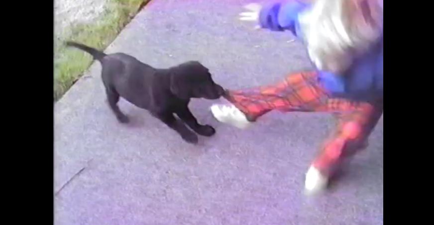 Energetic puppy takes down toddler