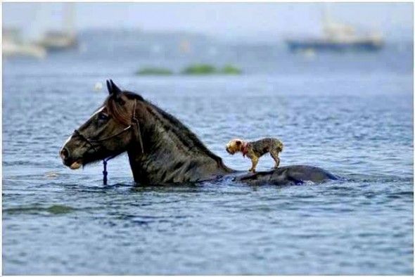 Horse Saves Blind Dog from Drowning