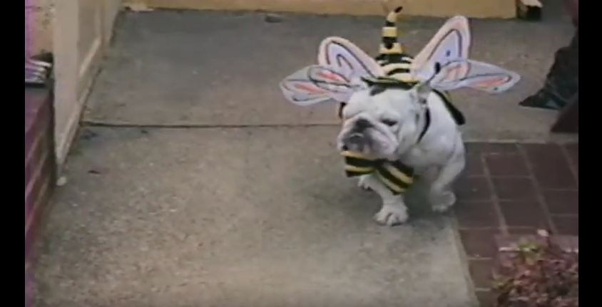 Animals in Adorable Halloween Costumes