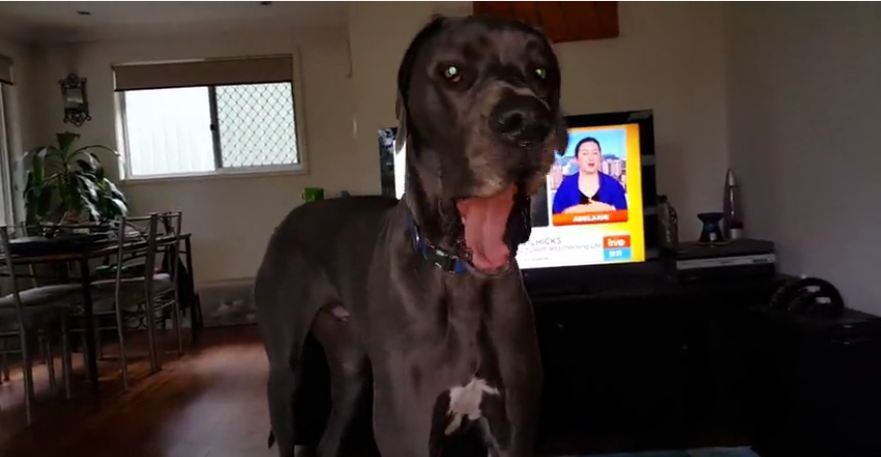 Great Dane knows exactly what to do for bath time