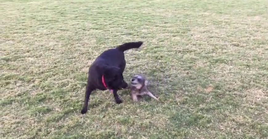 When a tiny dog plays with a big dog…