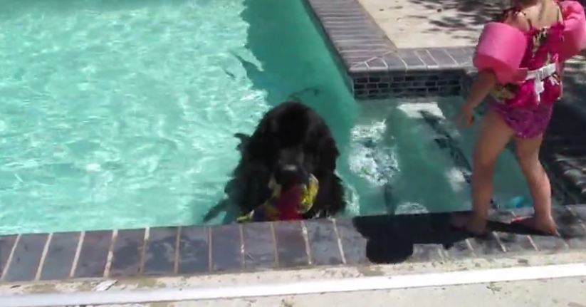 Giant dog plays fetch in pool with little girl