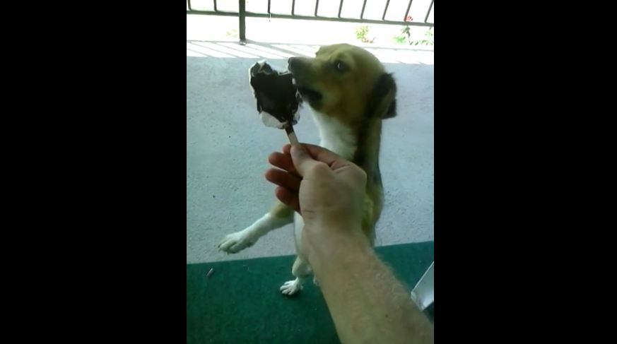 Excited dog eating ice cream