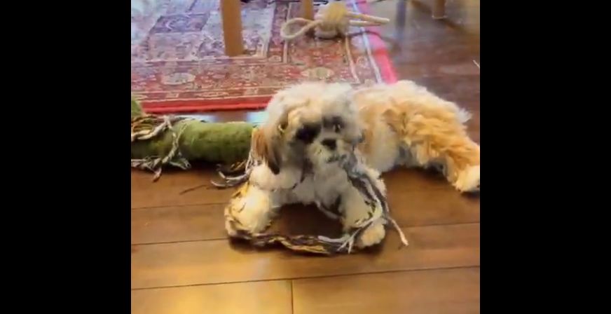 Dog takes Shih Tzu puppy for a ride