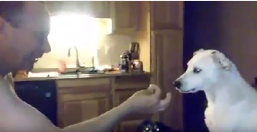 Dog Mystified by Human’s Magic Trick