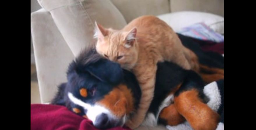 Cat demonstrates expertise as dog masseuse