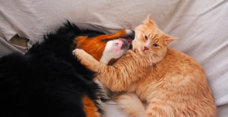 Heart-warming dog and cat friendship