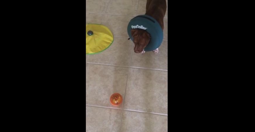Clever Pit Bull solves food puzzle ball