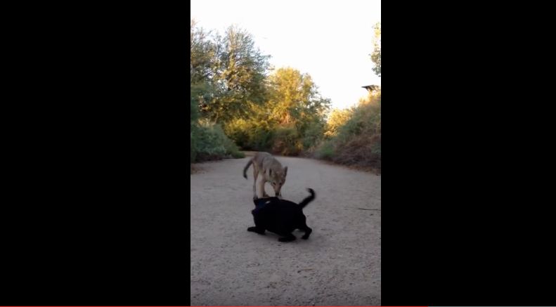 A Coyote Charged This Pug And You’ll Never Believe What Happened Next