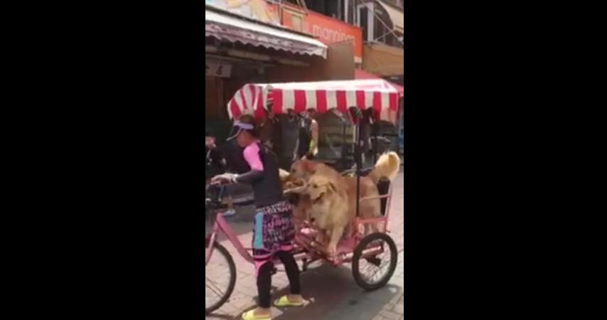 Three dogs enjoy a bike ride