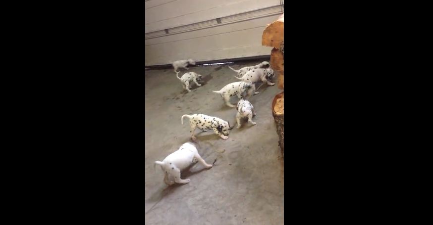 Dalmatian puppies play tug of war