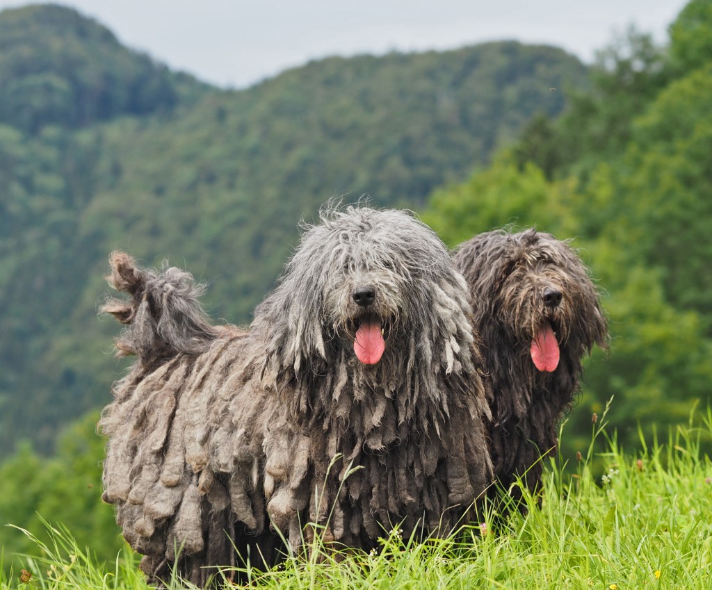 Meet The 7 New Dog Breeds Introduced By The AKC–All From The Comfort Of Your Living Room!