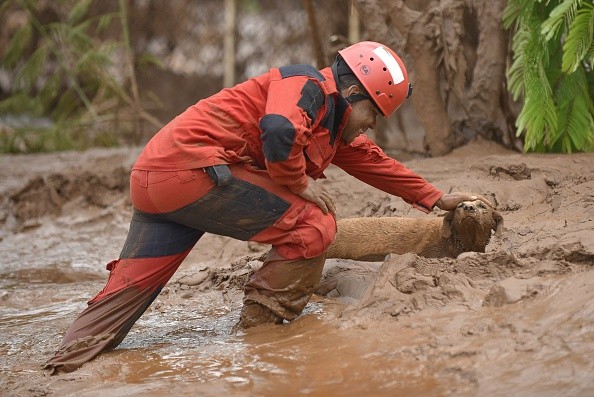 A fireman rescues in Paracatu de Baixo, Minas Gerais, Brazil on November 9, 2015 a dog that was trapped in the mud that swept through the Village of Bento Rodrigues on Thursday killing at least one person and leaving other 26 missing. The tragedy occurred Thursday when waste reservoirs at the partly Australian-owned Samarco iron ore mine burst open, unleashing a sea of muck that flattened the nearby village of Bento Rodrigues. AFP PHOTO / Douglas MAGNO (Photo credit should read Douglas Magno/AFP/Getty Images)