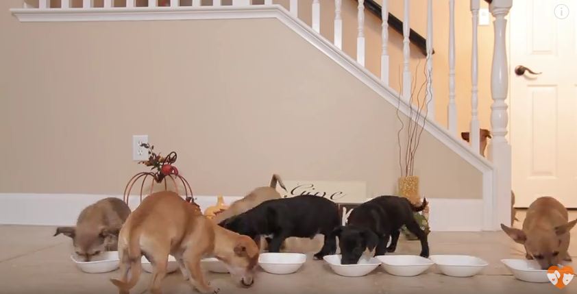 10 Rescued Puppies Get Treated To A Wonderful Thanksgiving Meal Of Their Very Own