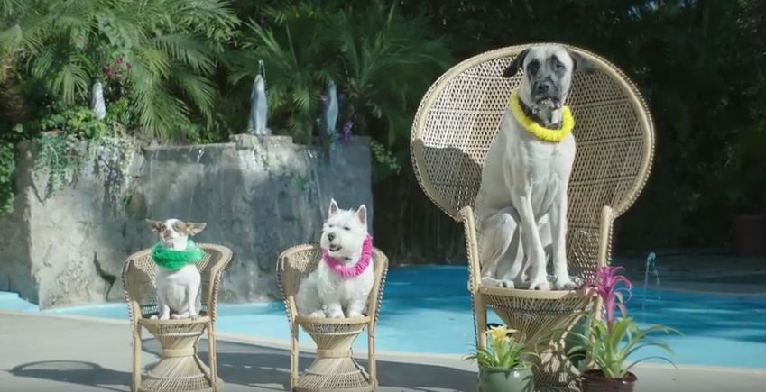 This Is What A Great Day at a Dog Spa Looks Like